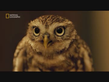 ヴェネツィアのフレンズ