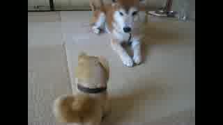 おもちゃの柴犬に味方する_柴犬ちゃめ