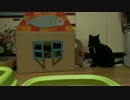 【405】ジャン❤︎ポン　手作りキャットハウスで遊ぶ猫たち
