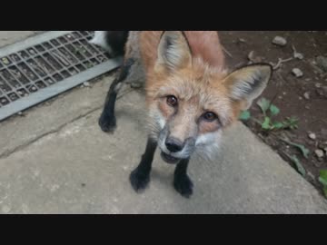 キタキツネと遊んでみた。