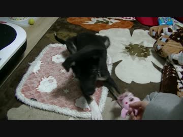 さくらの憂鬱①