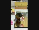 ホオミドリアカオウロコインコのまりも２