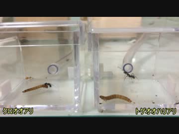 蟻戦争＃112 ミルワームの早食い競争いざ開始！編