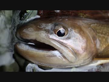 【アウトドア】渓流ちほーでどったんばったん大釣行！