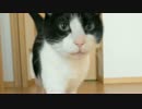 猫なで声で2秒でにゃんこ。