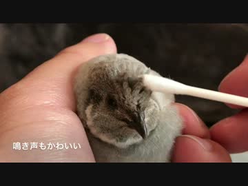 【うずら動画】脱走したヒメウズラにお仕置きした【パート８】