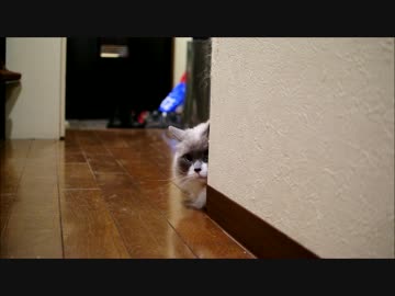 飛雄馬の姉