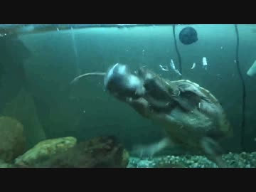 ホモと学ぶネズミVSカメ　その5