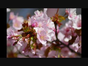 不人気バイクで行く！ツーリング日和　花見編