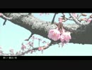 春に一番近い街 歌ってみた【花野 のわ】