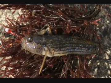 釣り動画ロマンを求めて　44釣目（深浦湾）