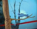 Devendra Banhart 「A Ribbon」