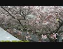 おバイク！【字幕】千本桜
