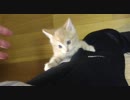 子猫が足をよじ登ります。＆猫ヤドカリです。