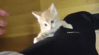 子猫が足をよじ登ります。＆猫ヤドカリです。