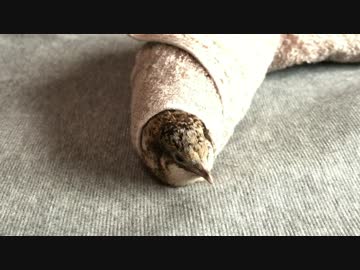 【うずら動画】巻いたヒメウズラと邪魔された飼い主【パート９】