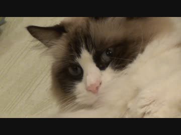 ラグドールの開き～黒猫の上から目線を添えて～