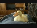 Duckling Snoring FUNNY（イビキをかく子ガモ　面白い）