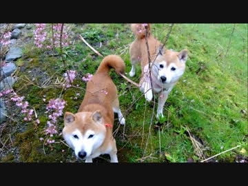 しだれ桜と柴犬ひかいち