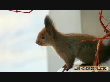 やまくじらの一人で旅した『冬の北海道』の風景写真集!!