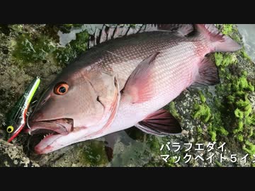 磯でルアー投げて大物釣ったよ！！！
