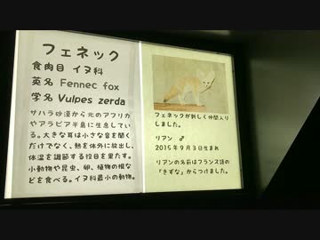 豊橋のんほいパークのフェネックギツネ