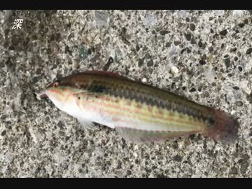 釣り動画ロマンを求めて　45釣目（福浦岸壁）