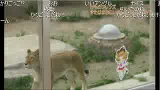 けものフレンズ「きたはまおにいさん」ライオンガイド東武動物公園 録画