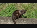 【生海月】なまくらじお【2017.5.2】