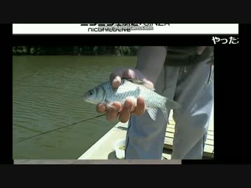 なんちゃってヘラ釣り