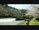 笹平ダムの桜（長野県長野市）