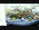 ボトルで水草水槽の立ち上げにチャレンジ!! Part.3【ボトルアクアリウム】