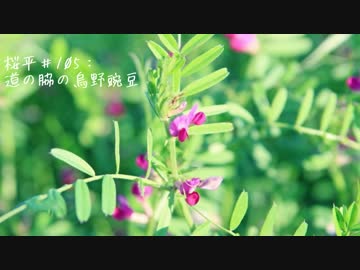 【NNI】桜平＃105：道の脇の烏野豌豆【f005j】【MuseScore】