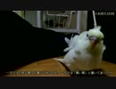 【インコ動画】あるとん家のマロちゃんpart2