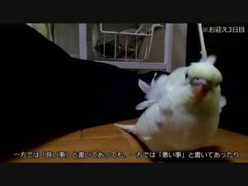 【インコ動画】あるとん家のマロちゃんpart2