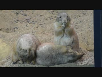 ただただ可愛いオグロプレーリードッグ