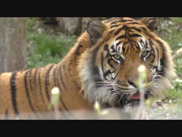 [カナダ最大]トロント動物園に行ってみた