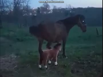 ハリボテの馬を本物かチェックする馬