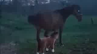 ハリボテの馬を本物かチェックする馬