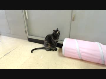 おはにょうって返事してくれました