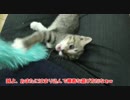 保護猫はじめてのねこじゃらしです。