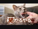 【モアクリ】 猫やるやる