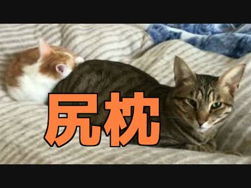 【可愛すぎる！】先輩猫のケツを枕にする子猫！