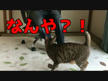 いきなり飼い主が回り出したときの猫たちの反応は？！【なんだこれ】