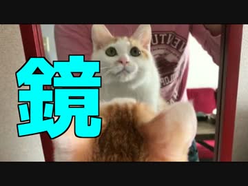 【検証】子猫が鏡を見た時の反応やいかに・・・！！！