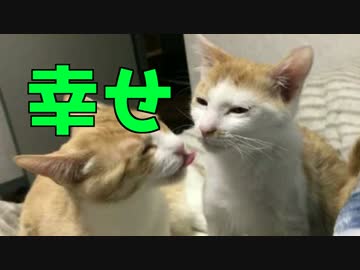 寝る前に戯れるにゃんこたち！【まったり可愛すぎる】