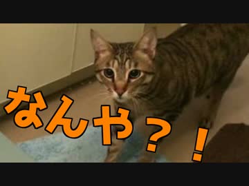 【衝撃！！】お風呂の水が溢れた時の猫の反応がやばい！【かわいい】