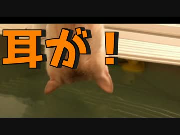【衝撃！！】頭をお風呂に突っ込む猫