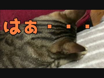 兄弟猫が去り,めっちゃ落ち込む猫