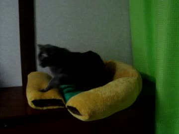 猫さん：日常３(2倍速寝姿)